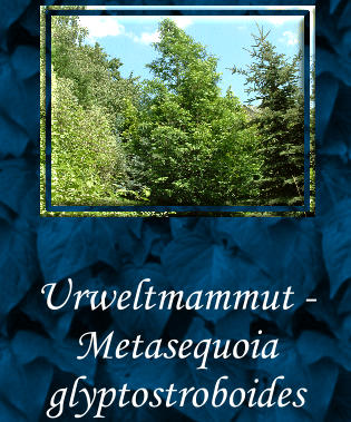 Urweltmammut - Metasequoia glyptostroboides